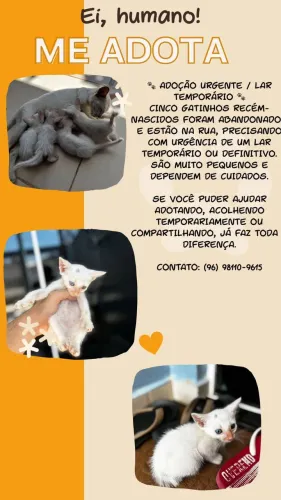 Gatinhos disponíveis para adoção 