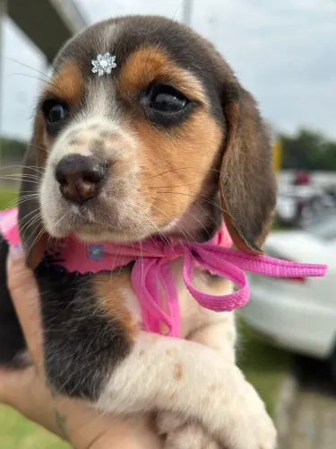 Beagle fofo