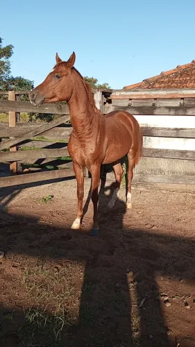 Potro Árabe 