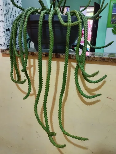 Cacto