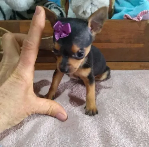 Pinscher 00 -Filhotes A pronta entrega 