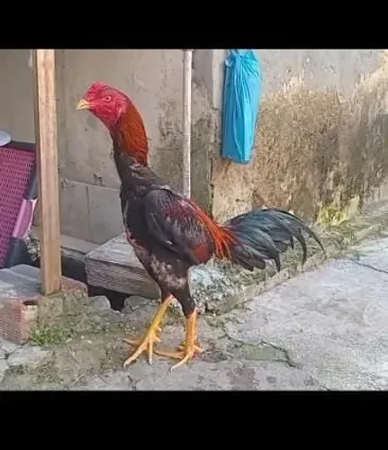 Frango de raça