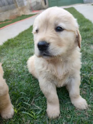 Filhote de Golden Retriever pequeno rei das lambidas