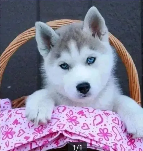 Lindos filhotes de Husky Siberiano