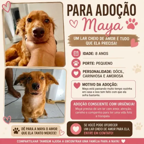 Doação de cachorro