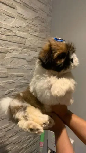 Shih Tzu maravilhosa