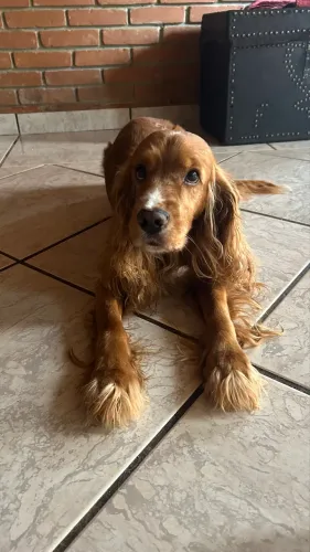 Cobertura Cocker Spaniel para cruzar