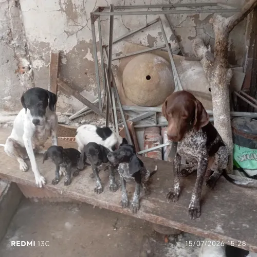 Filhotes de cachorros perdigueiros, ótima linhagem