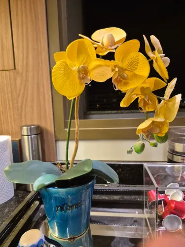 Orquídeas