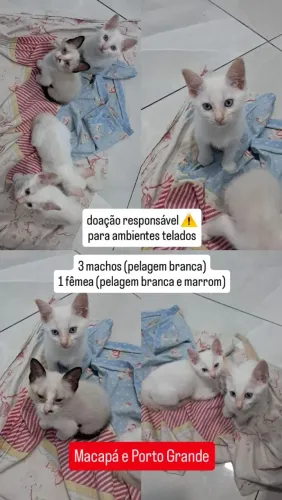 Doação Gatos