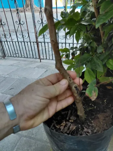 Jabuticaba variedade hibrida - mudas de 80 a 90 cm