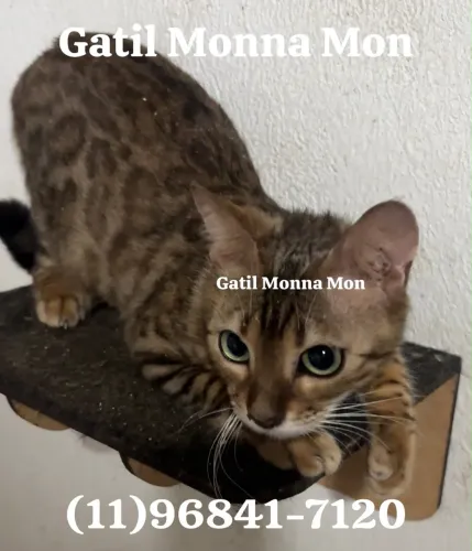 Bengal Fêmea 10 meses, super dócil