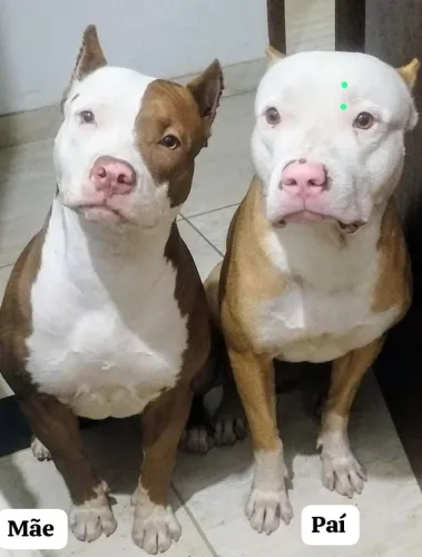 American Pitbull terrier 100% puro