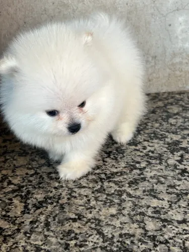 Spitiz alemão