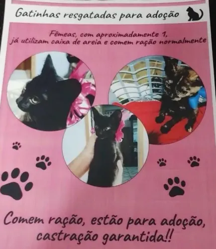 Lindas gatinhas para adoção!!!