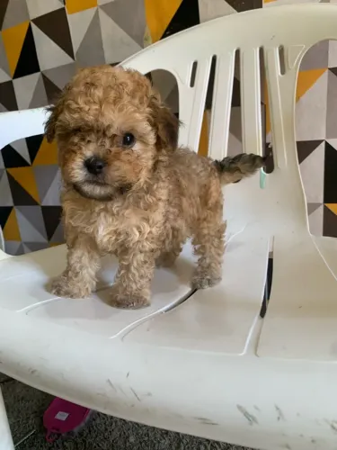 Filhote de poodle caramelo