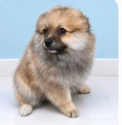 PROMOÇÃO de Lulu da Pomerânia MACHO 