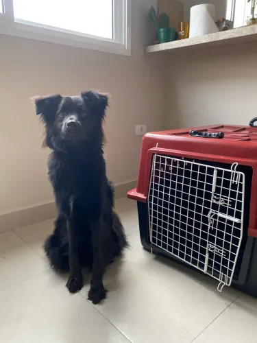Caixa de transporte avião pet n° 5 - Porte M e G (até 50kg)