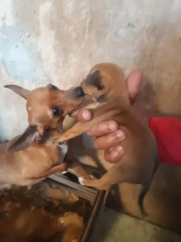 Vendo cachorro pinscher macho número 1