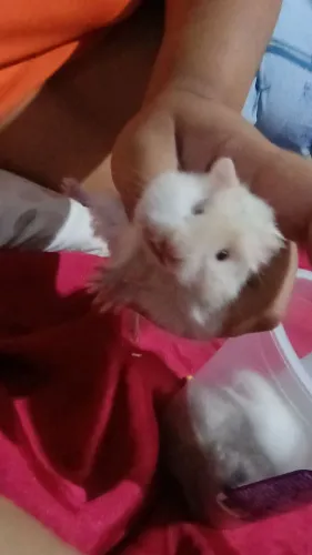 Venda de hamster por 40$R