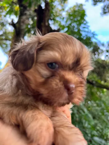 Filhote shihtzu pedigree