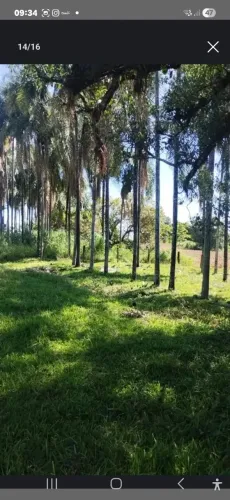 Cezarina oportunidade 25 hequitares