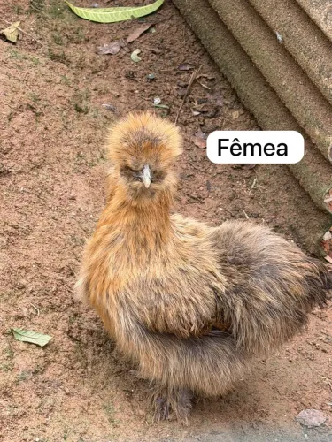 Galinhas Sedosa do Japão