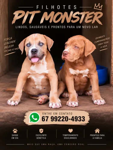 Filhotes Pit Monster à procura de um novo lar!