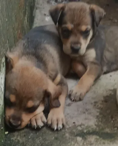 Filhote rottweiler com pastor alemão