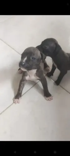 pit bull
