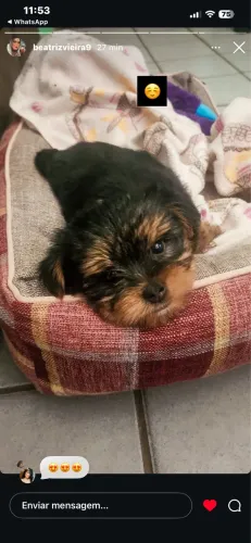 Cachorro a venda