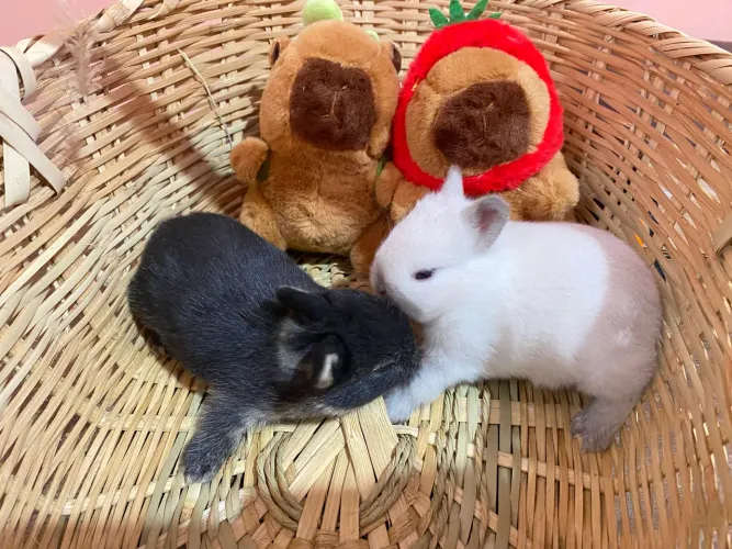 Casal de Mini coelho Netherland Padrão Show Black otter e Branquinho dos olhos vermelhos