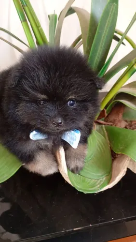 Que lindo macho ?