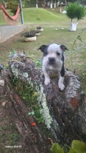 American Bully macho