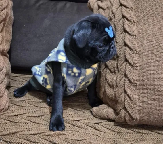 Pug macho promoção