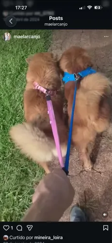 Cachorro