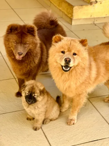 FILHOTE DE CHOW-CHOW
