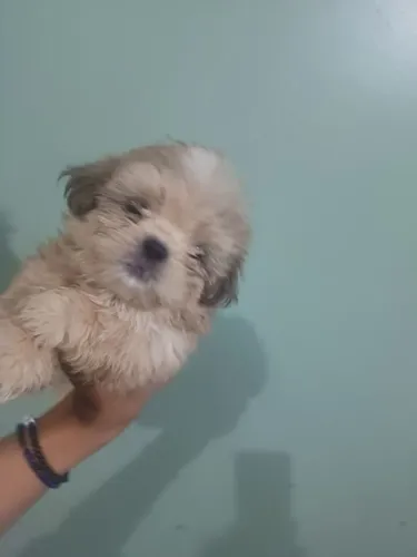 Vendo 3 filhotes de shitzu Machos