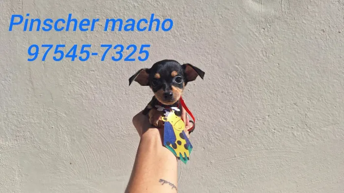 Pinscher mini macho