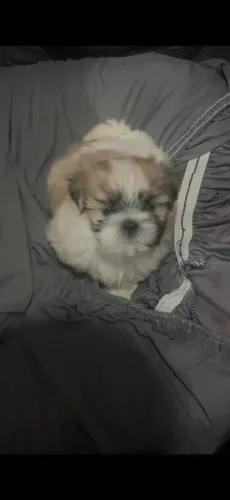 Cachorro shituz 450,00