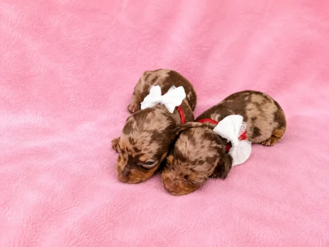 Dachshund ACEITO CARTÃO 