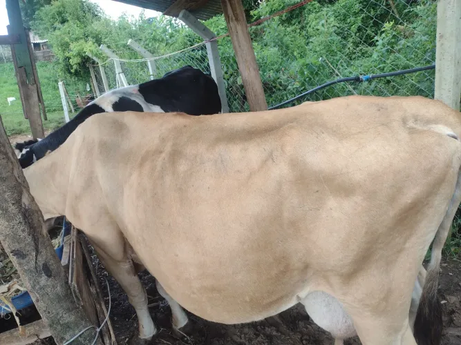 Boi holandês,Vaca Jersey e novilha red angus prenhez de 180 diad
