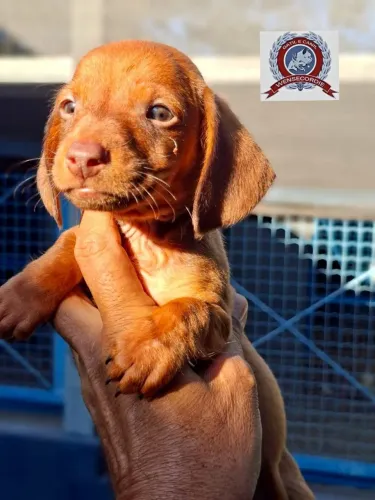 Lindos filhotes Dachshund macho
