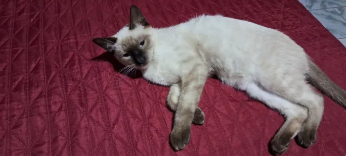 Quero adotar essa gatinha?