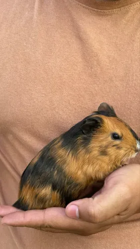 Porquinhos da índia macho 