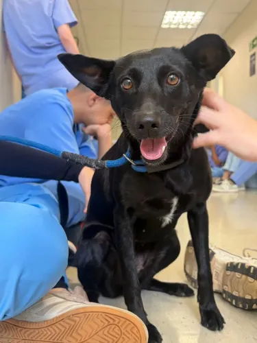 Doação de linda e dócil cachorrinha