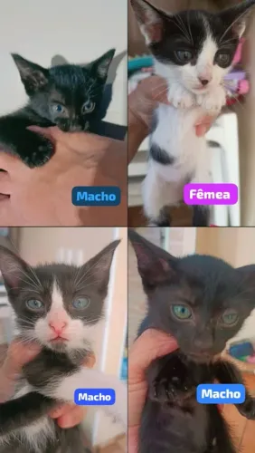 Gatinhos fofos para adoção responsável