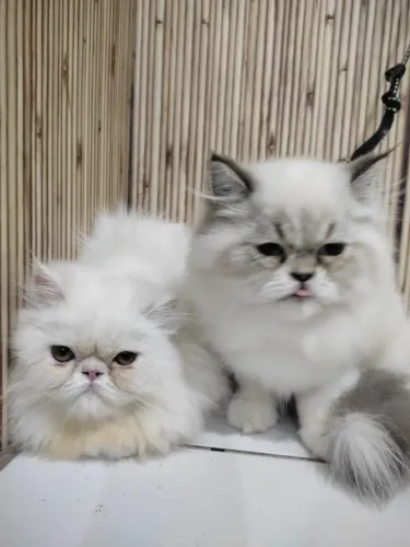 Venda de gata persa