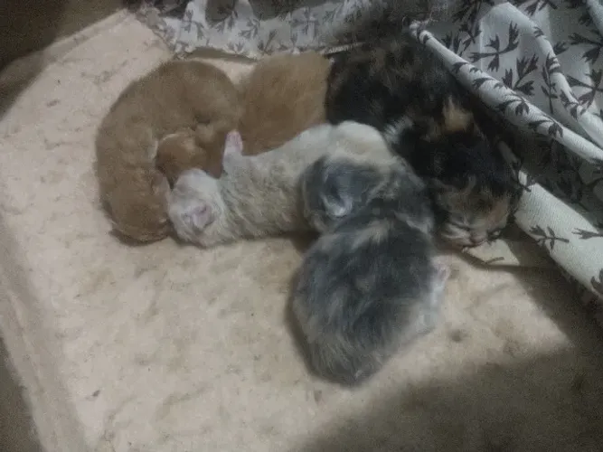 Gatos persa disponível
