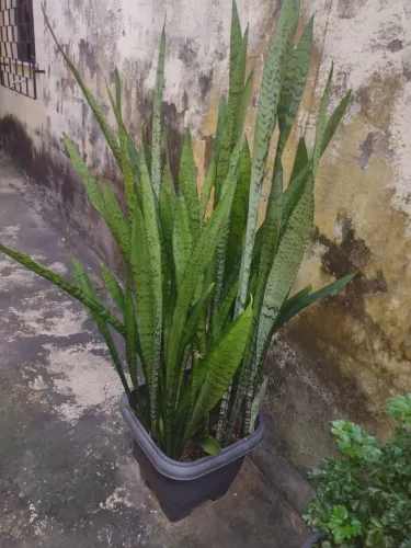 Plantas Naturais a partir de $30,00